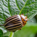 Comment bien utiliser le vinaigre contre les doryphores ? Comment bien utiliser le vinaigre contre les doryphores