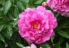 La reine du jardin : tout connaître des différentes variétés de pivoine pivoine entretien variétés