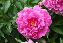 La reine du jardin : tout connaître des différentes variétés de pivoine pivoine entretien variétés