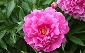 La reine du jardin : tout connaître des différentes variétés de pivoine pivoine entretien variétés