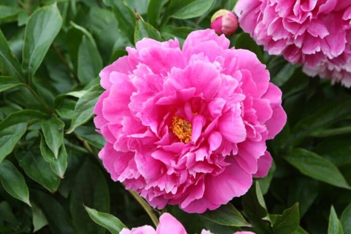 pivoine entretien variétés