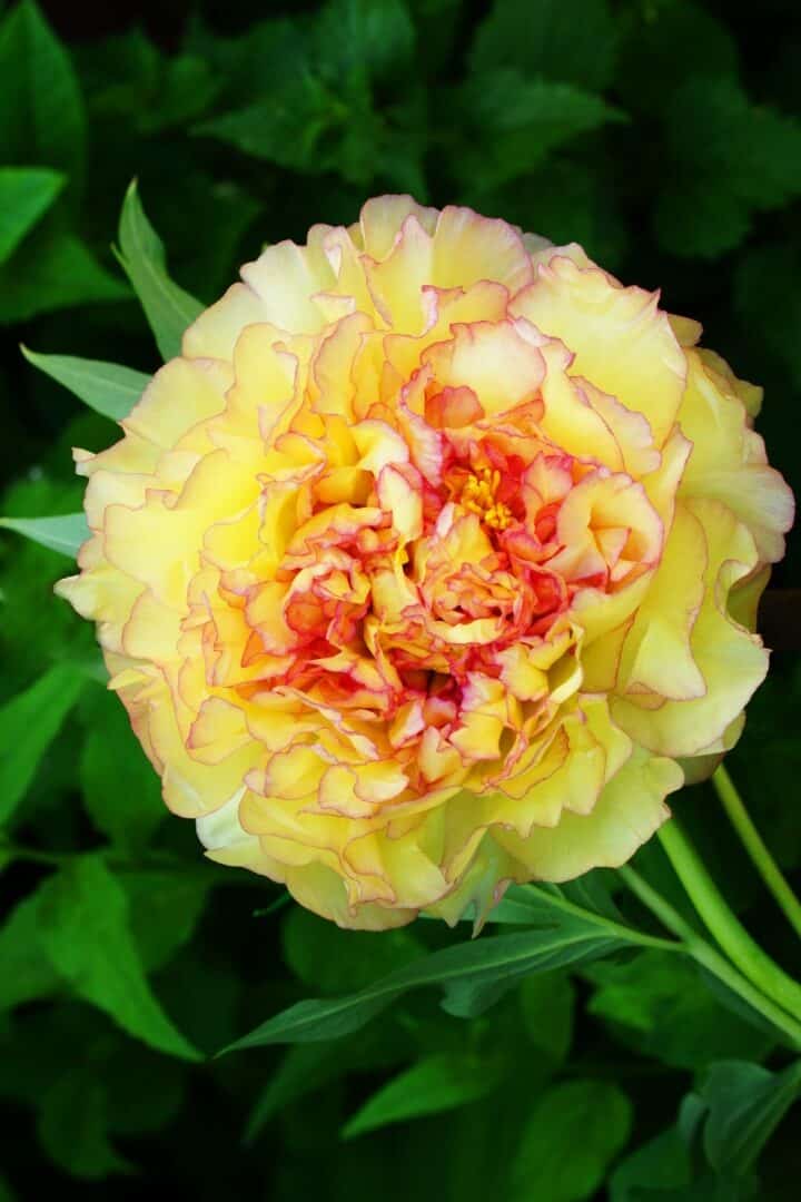 pivoines arbustives
