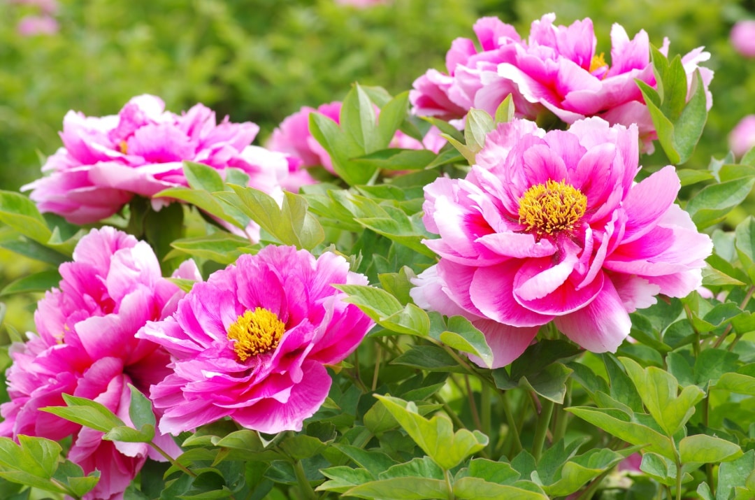 pivoine de chine