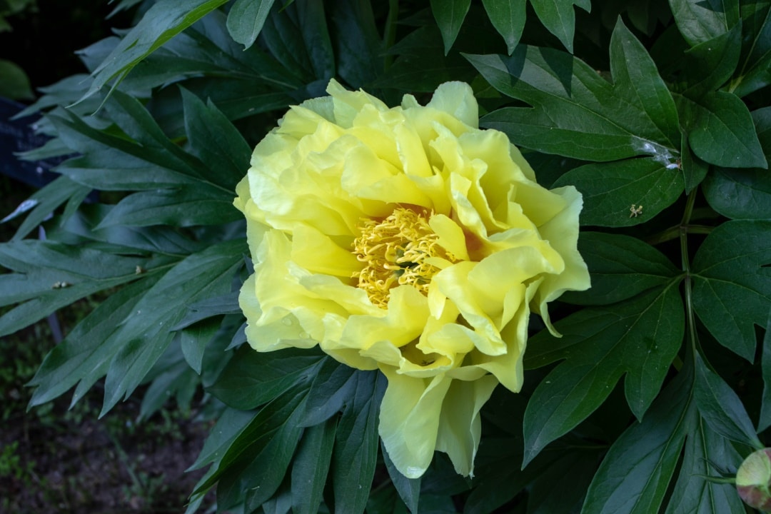 pivoines jaune