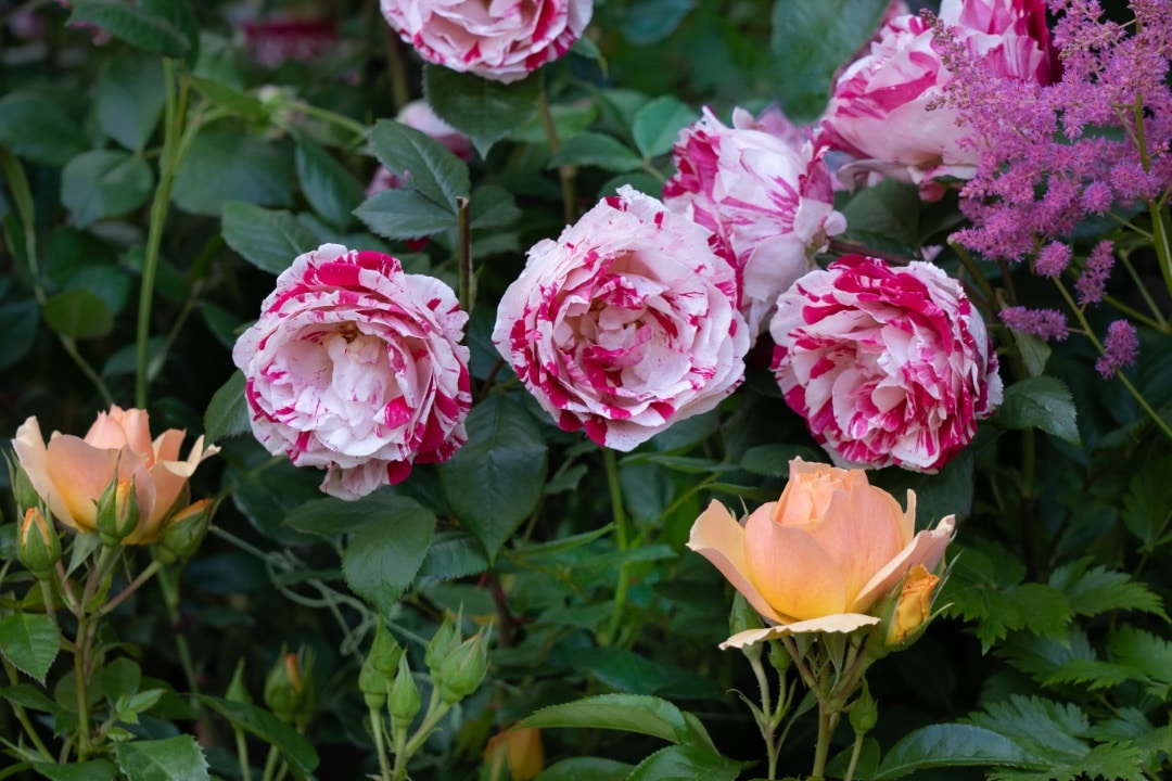 pivoines rose jaune