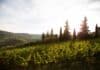 Comment bien tailler une vigne ? Comment bien tailler une vigne