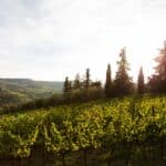 Comment bien tailler une vigne ? Comment bien tailler une vigne