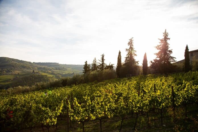 Comment bien tailler une vigne Comment bien tailler une vigne