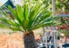 Palmier : quelles variétés choisir pour nos jardins Français ? Palmier quelles variétés choisir pour nos jardins Français