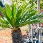 Palmier : quelles variétés choisir pour nos jardins Français ? Palmier quelles variétés choisir pour nos jardins Français