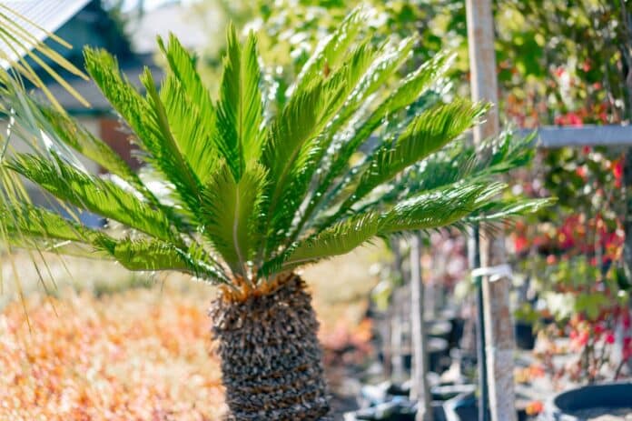 Palmier quelles variétés choisir pour nos jardins Français