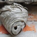 Peut-on laisser un nid de guêpes ? nid de guepes aspects