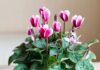Comment garder un cyclamen d’une année sur l’autre ? Comment garder un cyclamen d'une année sur l'autre