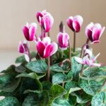 Comment garder un cyclamen d’une année sur l’autre ? Comment garder un cyclamen d'une année sur l'autre