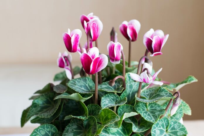 Comment garder un cyclamen d'une année sur l'autre