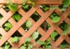 Comment choisir une clôture en harmonie avec la nature ? cloture bois lierre