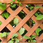 Comment choisir une clôture en harmonie avec la nature ? cloture bois lierre
