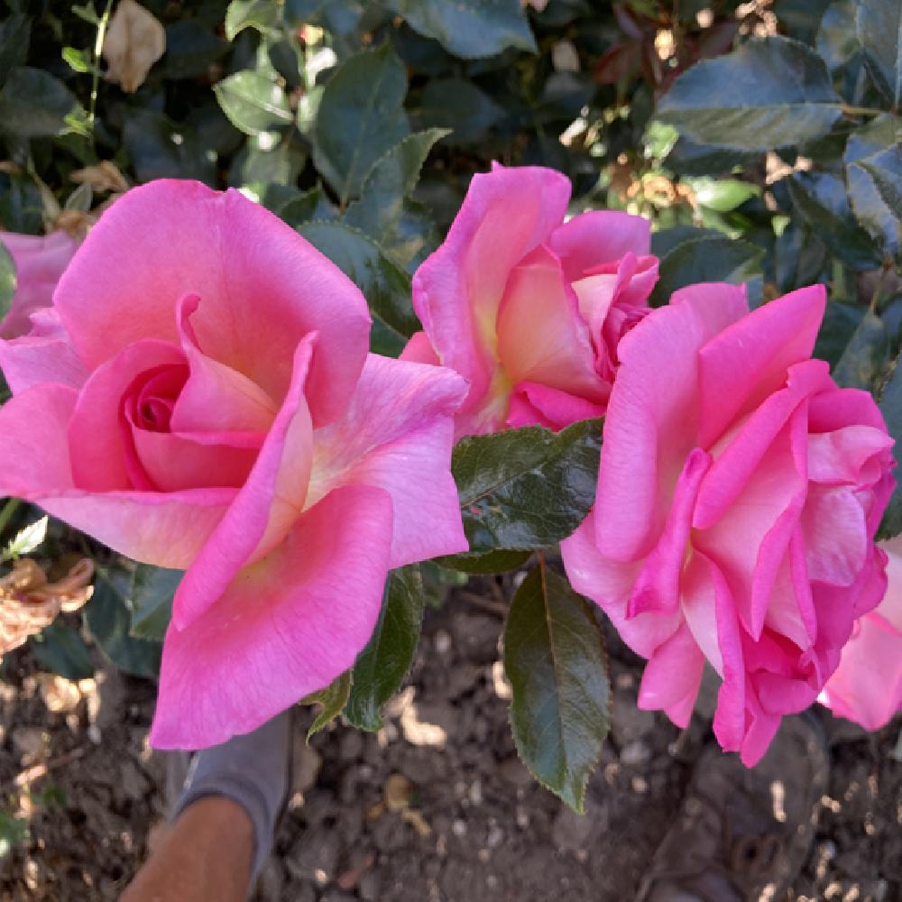 rosa fleurs comestibles