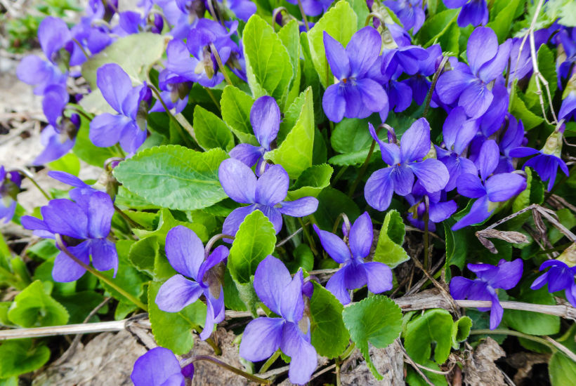 violette FLEURS comestibles