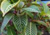 Alocasia Zebrina : caractéristiques et entretien Alocasia Zebrina plante