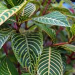 Alocasia Zebrina : caractéristiques et entretien Alocasia Zebrina plante