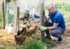 Construire un poulailler : mode d’emploi Construire un poulailler