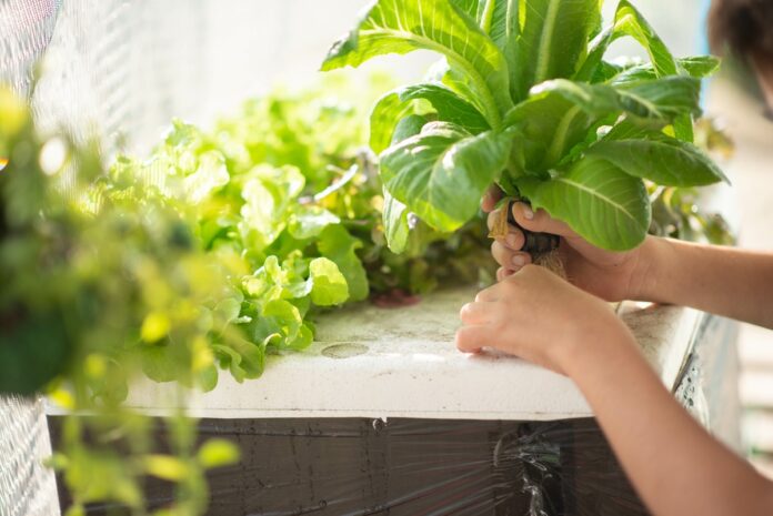 Culture hydroponique à la maison initiation à la culture de plantes sans terre