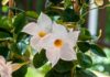 Dipladenia : comment bien la préparer pour passer l’hiver ? Dipladenia comment bien la préparer pour passer l'hiver