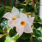 Dipladenia : comment bien la préparer pour passer l’hiver ? Dipladenia comment bien la préparer pour passer l'hiver