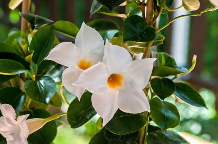 Dipladenia comment bien la préparer pour passer l'hiver Dipladenia comment bien la préparer pour passer l'hiver