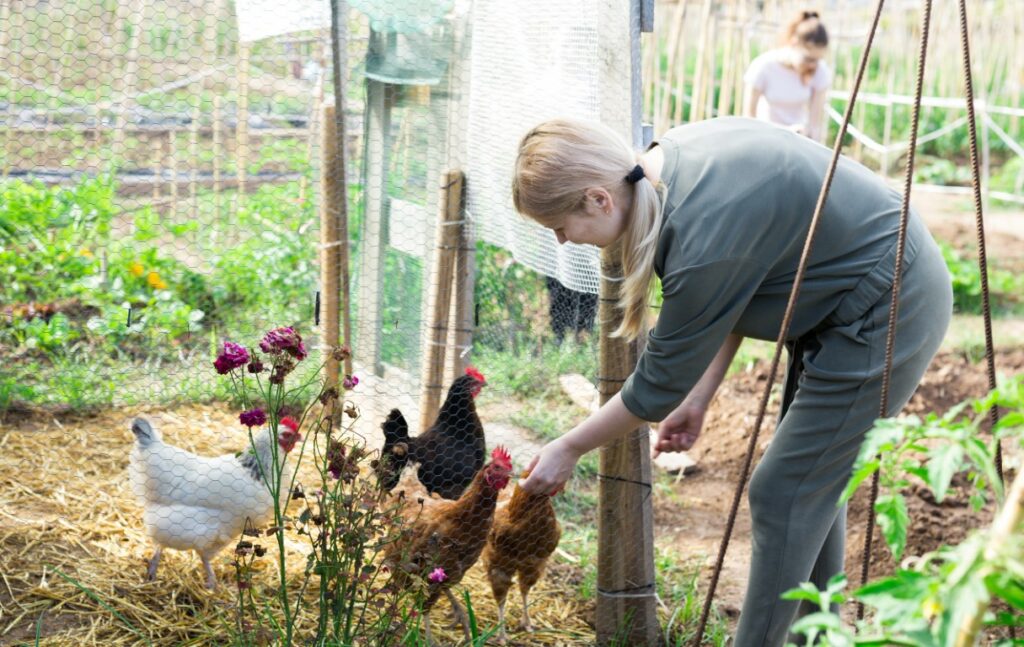 Élever des poules dans un jardin