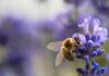 Jardinage pour les abeilles : choisir des plantes qui attirent et nourrissent les abeilles Jardinage pour les abeilles choisir des plantes qui attirent et nourrissent les abeilles