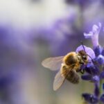 Jardinage pour les abeilles : choisir des plantes qui attirent et nourrissent les abeilles Jardinage pour les abeilles choisir des plantes qui attirent et nourrissent les abeilles