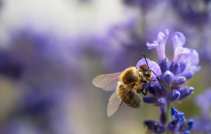 Jardinage pour les abeilles choisir des plantes qui attirent et nourrissent les abeilles
