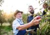 Top10 variétés de pommes anciennes à planter dans nos jardins Top10 variétés de pommes anciennes à planter dans nos jardins