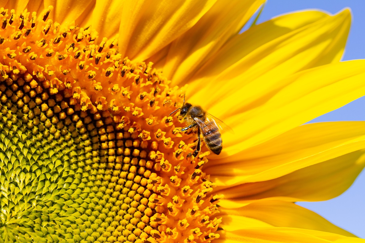 jardinage abeille