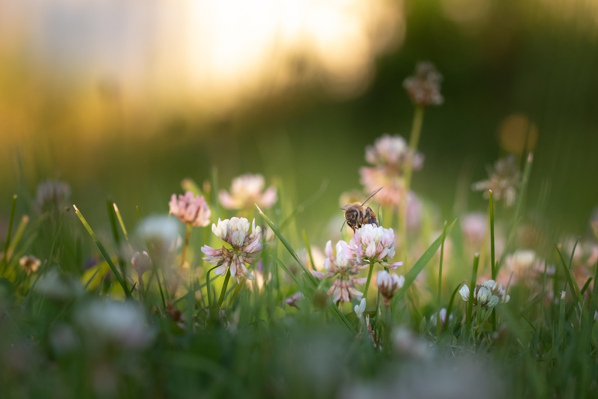 pollinisation des plantes et la biodiversité