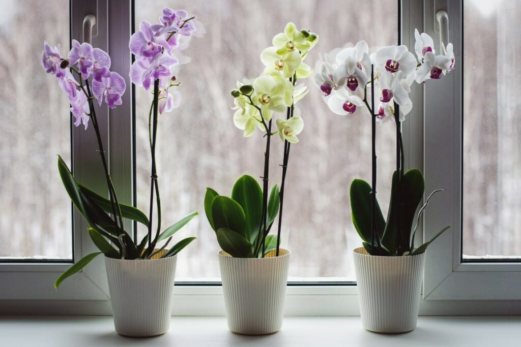 plantes vivaces aux fleurs élégantes pour l'intérieur