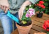 10 plantes vivaces qui fleurissent de mai à octobre plantes vivaces qui fleurissent de mai à octobre