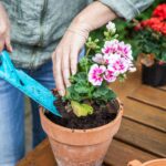 10 plantes vivaces qui fleurissent de mai à octobre plantes vivaces qui fleurissent de mai à octobre
