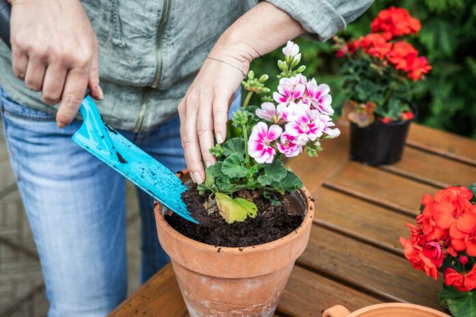plantes vivaces qui fleurissent de mai à octobre plantes vivaces qui fleurissent de mai à octobre