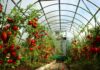 Canicule et serre de jardin : comment protéger ses plantations sous serre ? serre de jardin filet ombrage