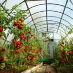 Canicule et serre de jardin : comment protéger ses plantations sous serre ? serre de jardin filet ombrage