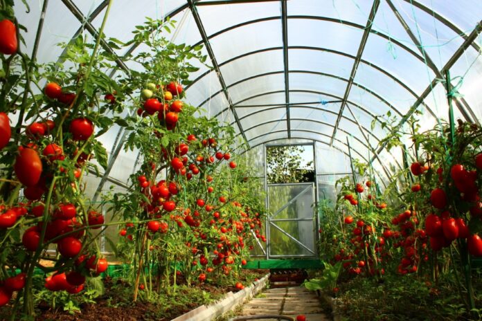 serre de jardin filet ombrage serre de jardin filet ombrage