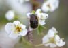 Tout savoir du hanneton au jardin Tout savoir du hanneton au jardin