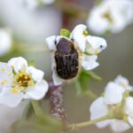 Tout savoir du hanneton au jardin Tout savoir du hanneton au jardin