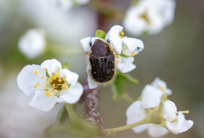 Tout savoir du hanneton au jardin