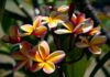 Frangipanier : symbolique, plantation, odeur, arrosage Frangipanier symbolique, plantation, odeur, arrosage