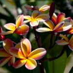 Frangipanier : symbolique, plantation, odeur, arrosage Frangipanier symbolique, plantation, odeur, arrosage