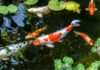 Où et comment bien accueillir la carpe Koï au jardin ? Où et comment bien accueillir la carpe Koï au jardin